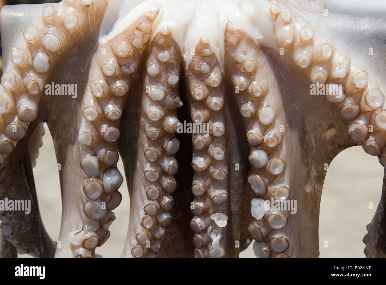 Close-up detail of octopus suction cups along their arms, hanging in the sun at the port town of Naoussa on the island of Paros, Greece Stock Photo