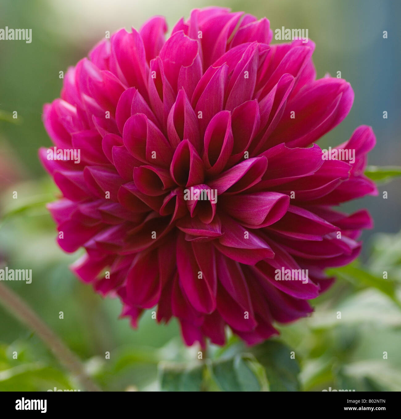 Magenta Dahlia High Resolution Stock Photography and Images - Alamy