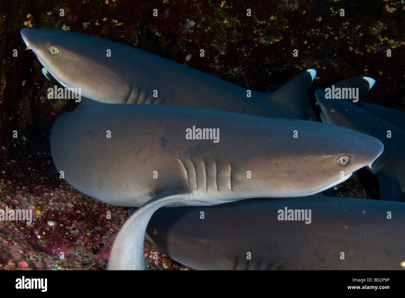 shark in Revillagigedo islands  Socorro, white tip shark, predator, dangerous, scuba, diving, Pacific ocean, underwater, sea Stock Photo