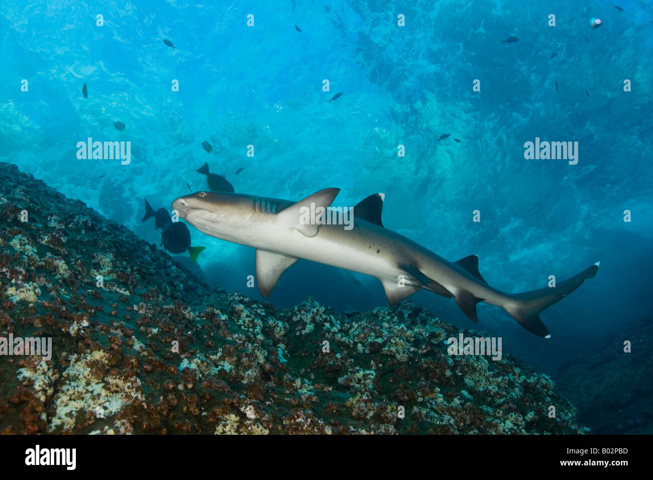 shark in Revillagigedo islands  Socorro, predator, dangerous, scuba, diving, Pacific ocean, underwater, sea, shark, blue water Stock Photo