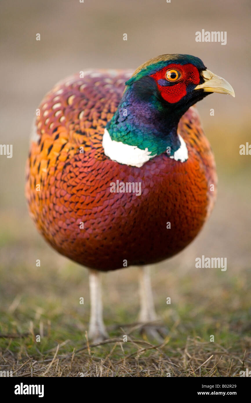 The Common Pheasant (Phasianus colchicus) also known as the Ring-necked pheasant Stock Photo