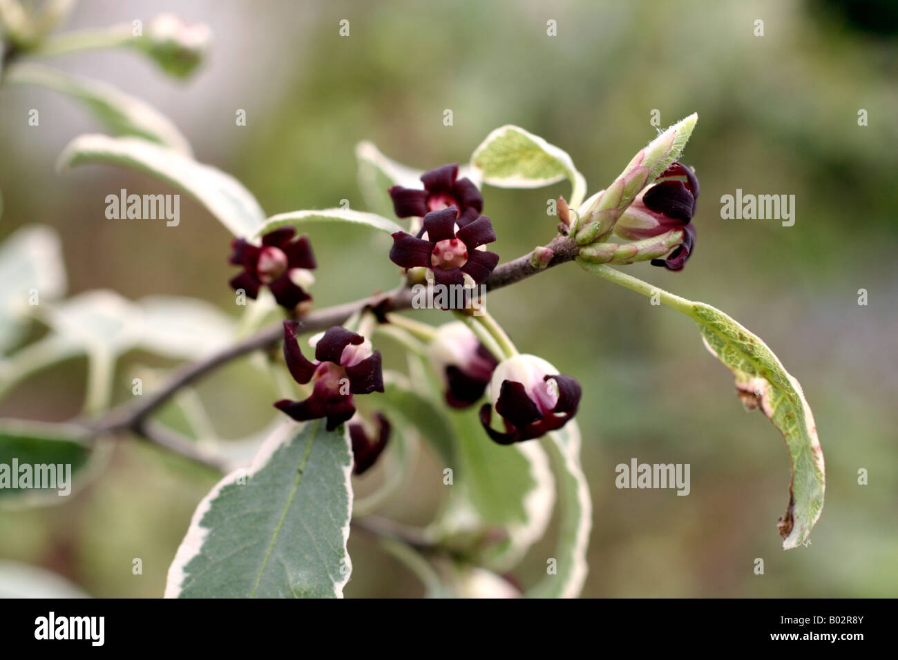 Plant Blog Pittosporum Tenuifolium