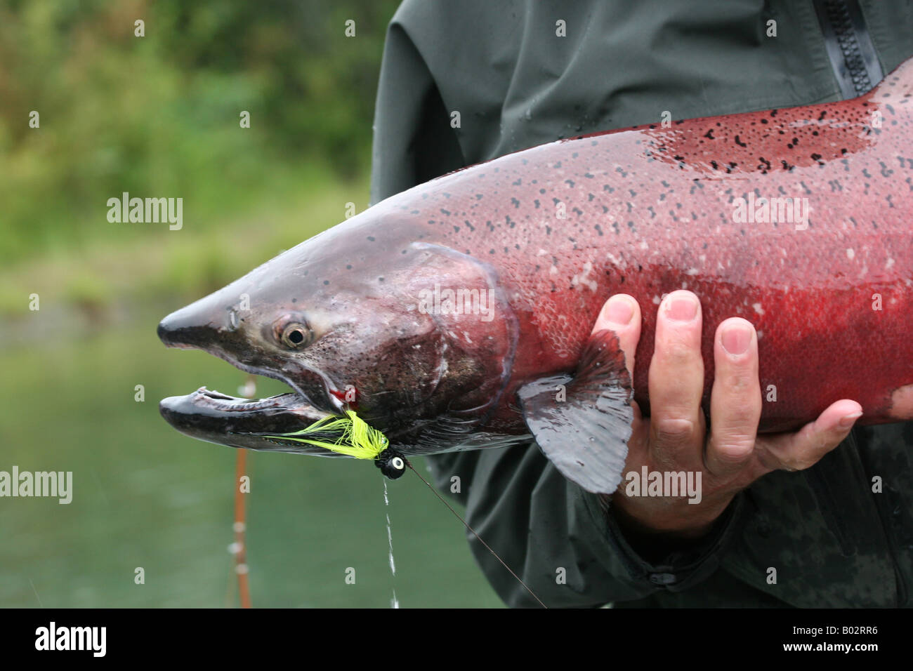 Salmon closeup Stock Photo
