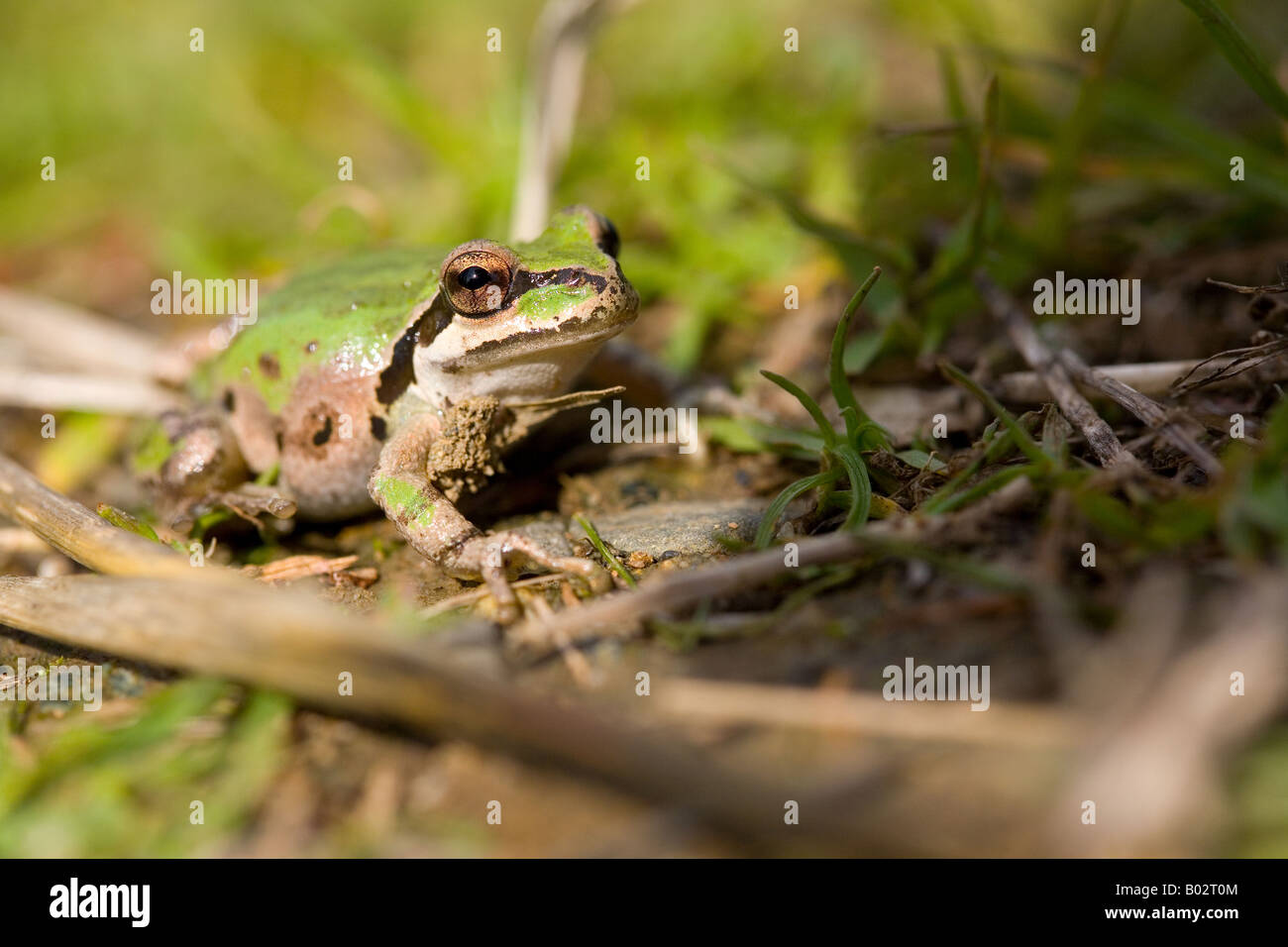 The Pacific Tree Frog (Pseudacris regilla Stock Photo Alamy
