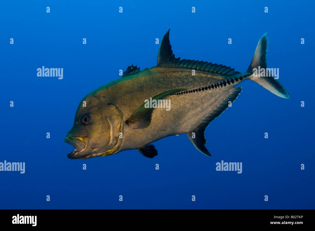 jack fish in Revillagigedo islands Socorro islands