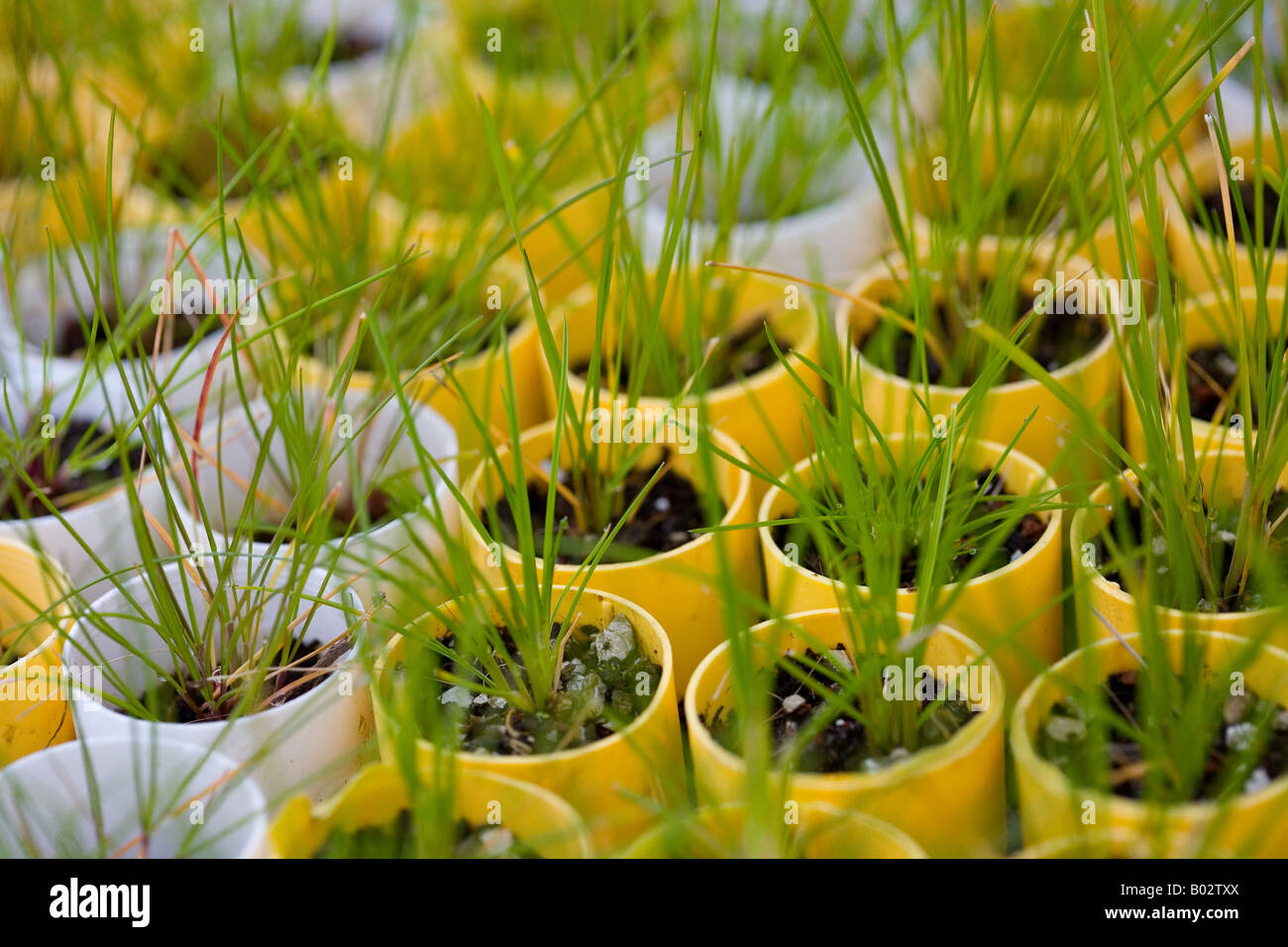 plant seedlings Stock Photo
