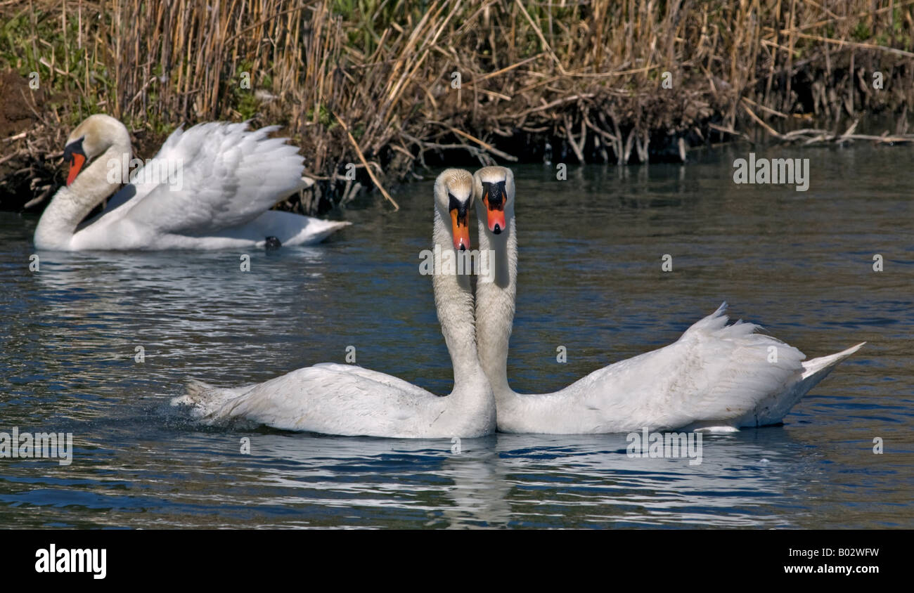 Pair of Breeding Mute Swans (cygnus olor) Stock Photo