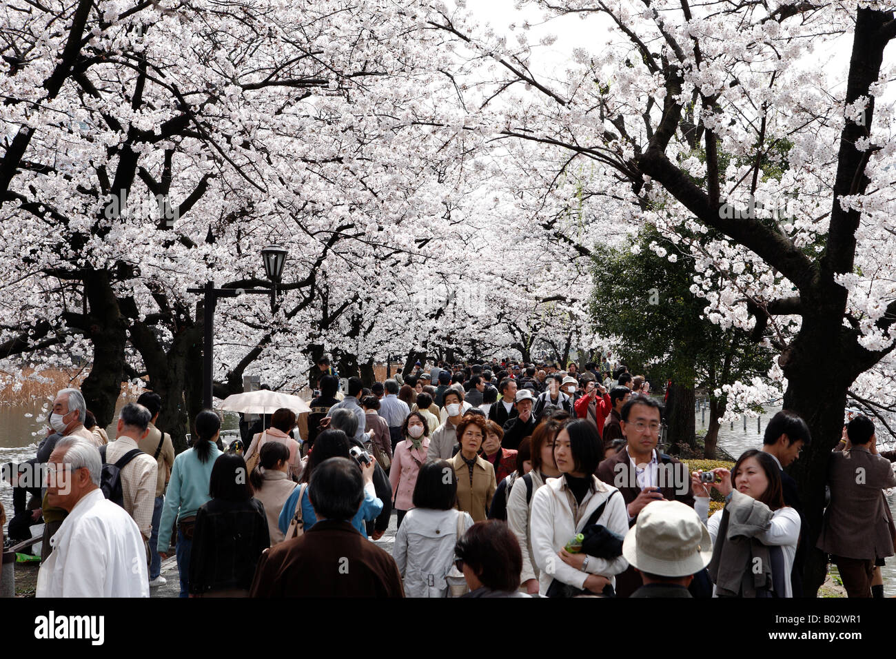 Cherry blossom pic hi-res stock photography and images - Alamy