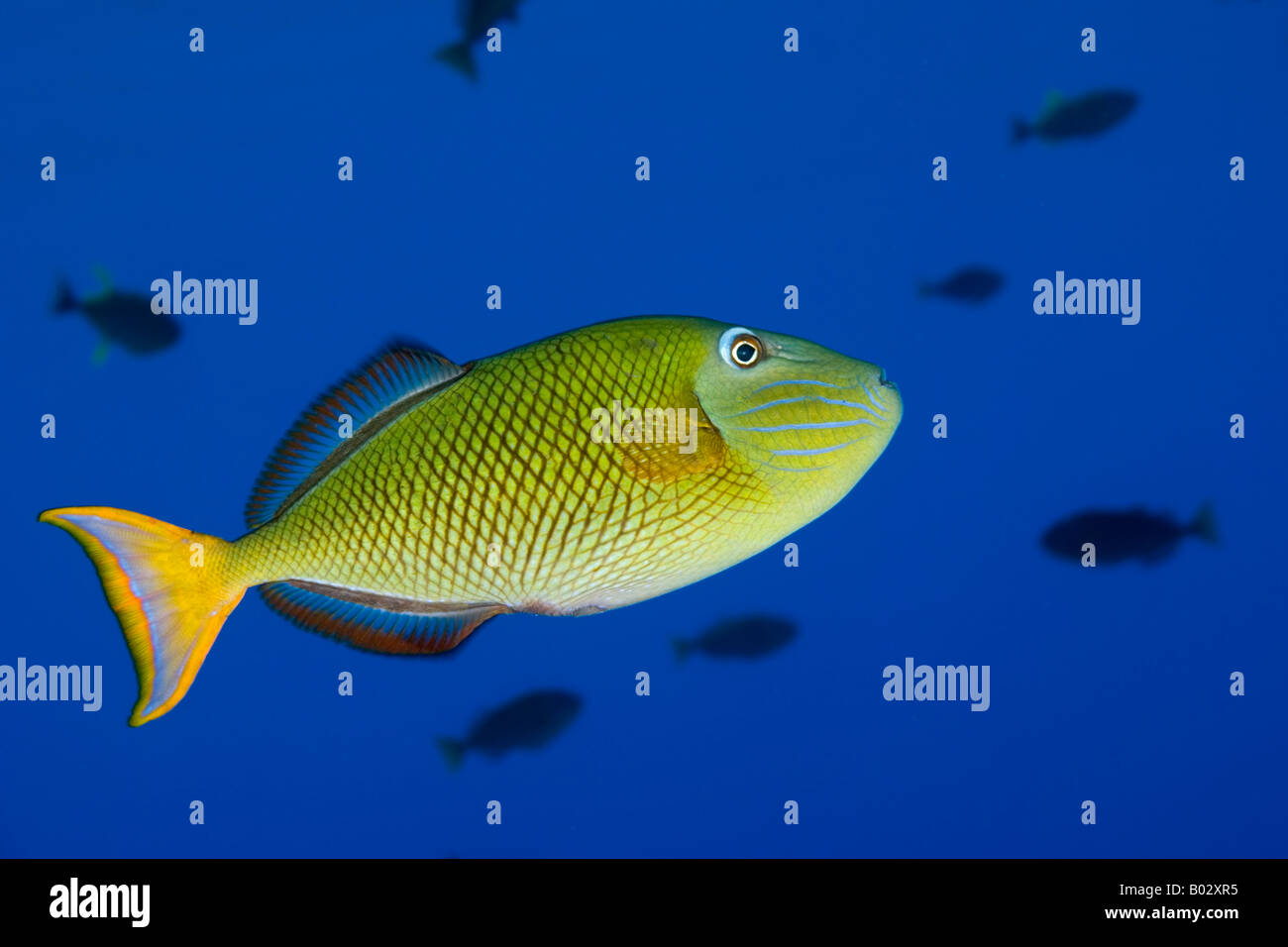 trigger fish in blue water, colorful, color, underwater, ocean, sea ...