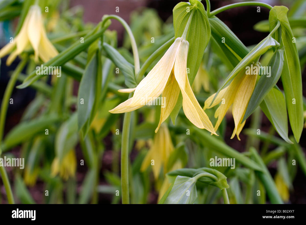 UVULARIA GRANFIFLORA AGM LATE APRIL Stock Photo