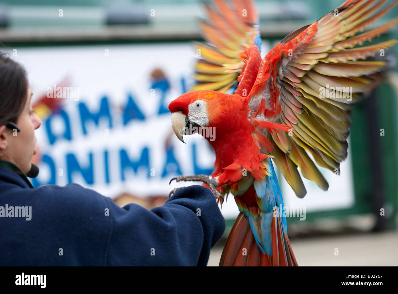 Scarlet Macaw flying / landing on bird handlers arm Bird show at Bristol Zoo native to