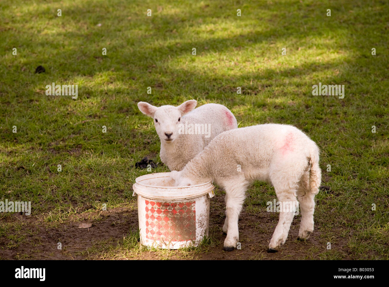 two lambs feeding from plastic bucket Stock Photo Alamy