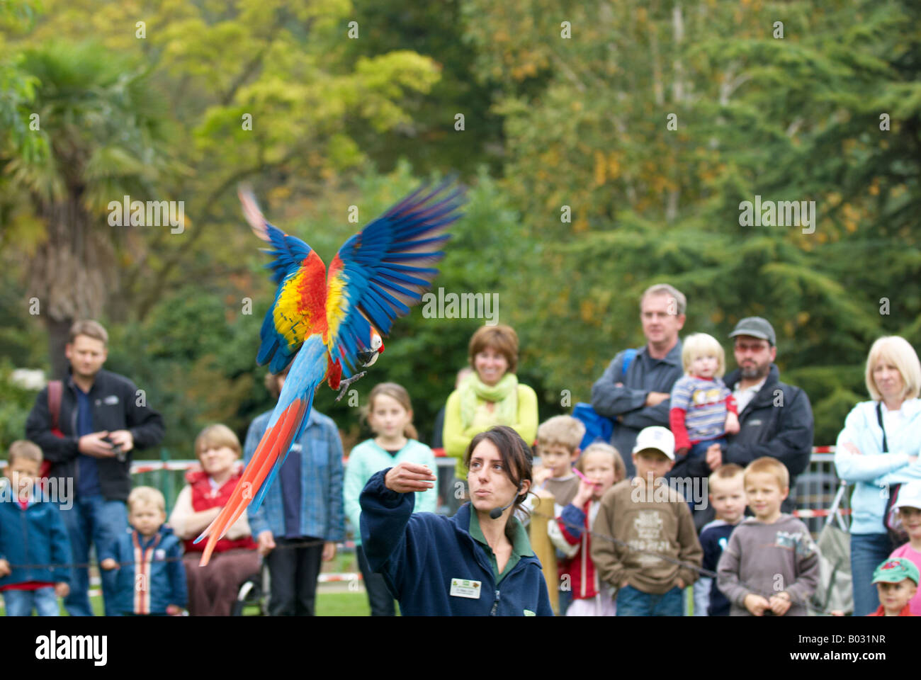 Scarlet Macaw flying / landing on bird handlers arm Bird show at Bristol Zoo native to