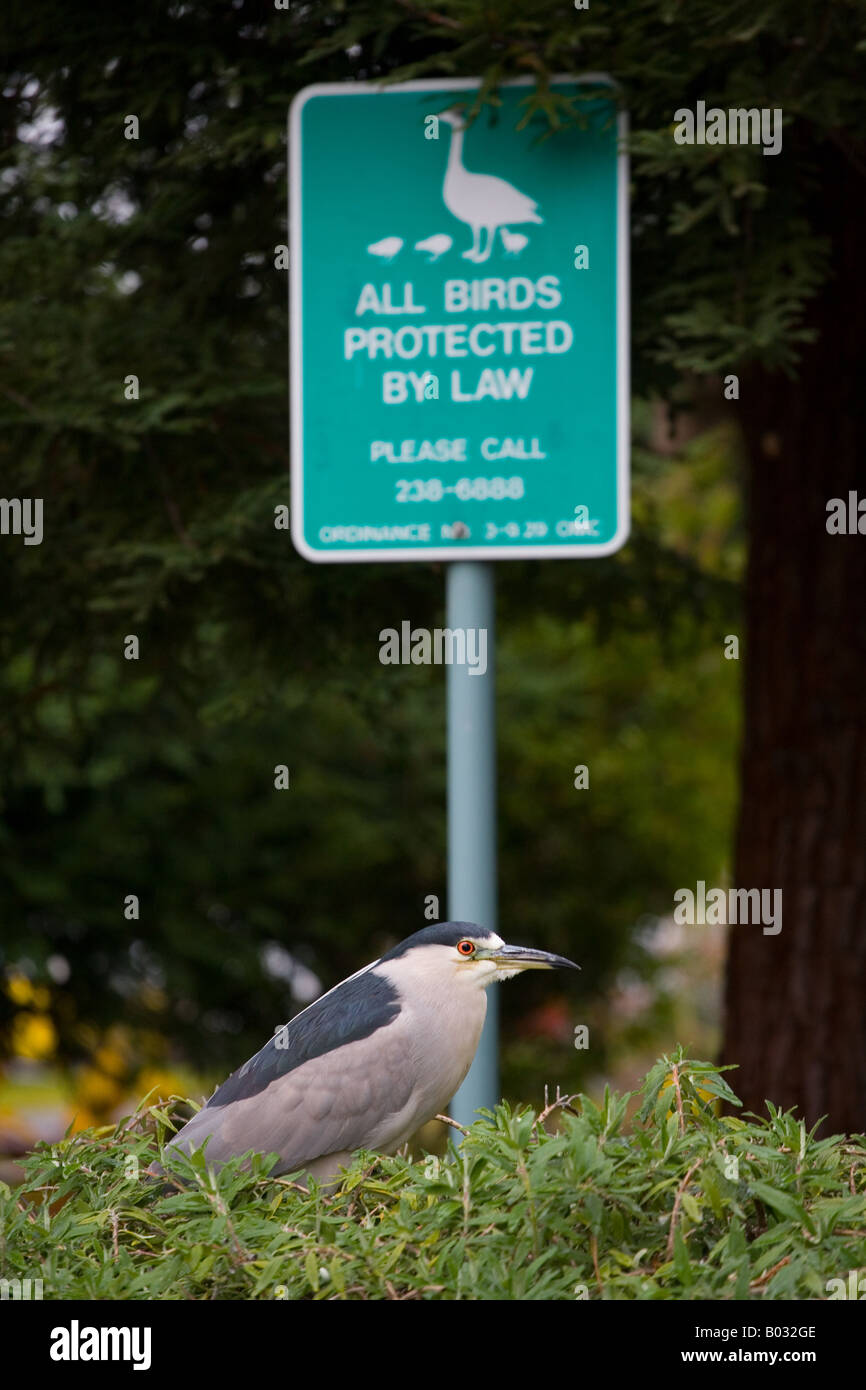 The Blackcrowned Night Heron (Nycticorax nycticorax Stock Photo Alamy
