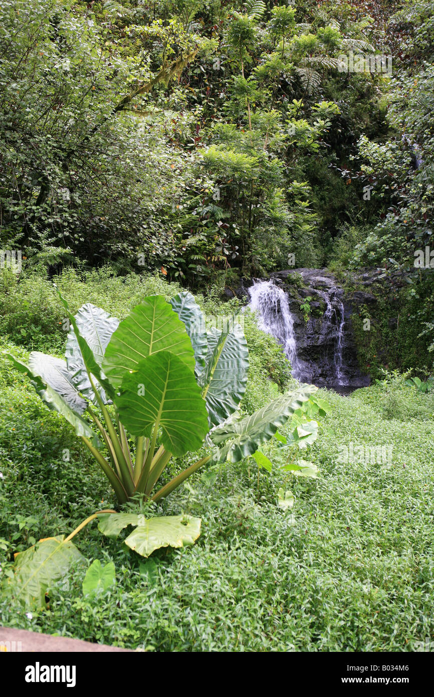 foliage on Tahiti Stock Photo