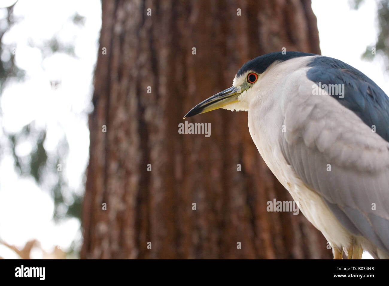 The Black-crowned Night Heron (Nycticorax nycticorax) Stock Photo
