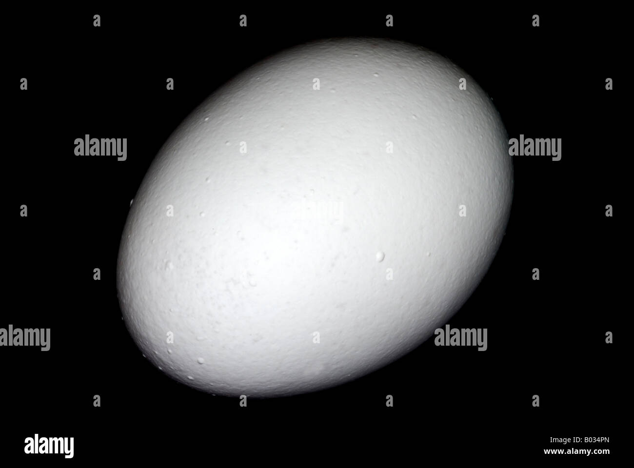 one single chicken egg on a black background Stock Photo - Alamy
