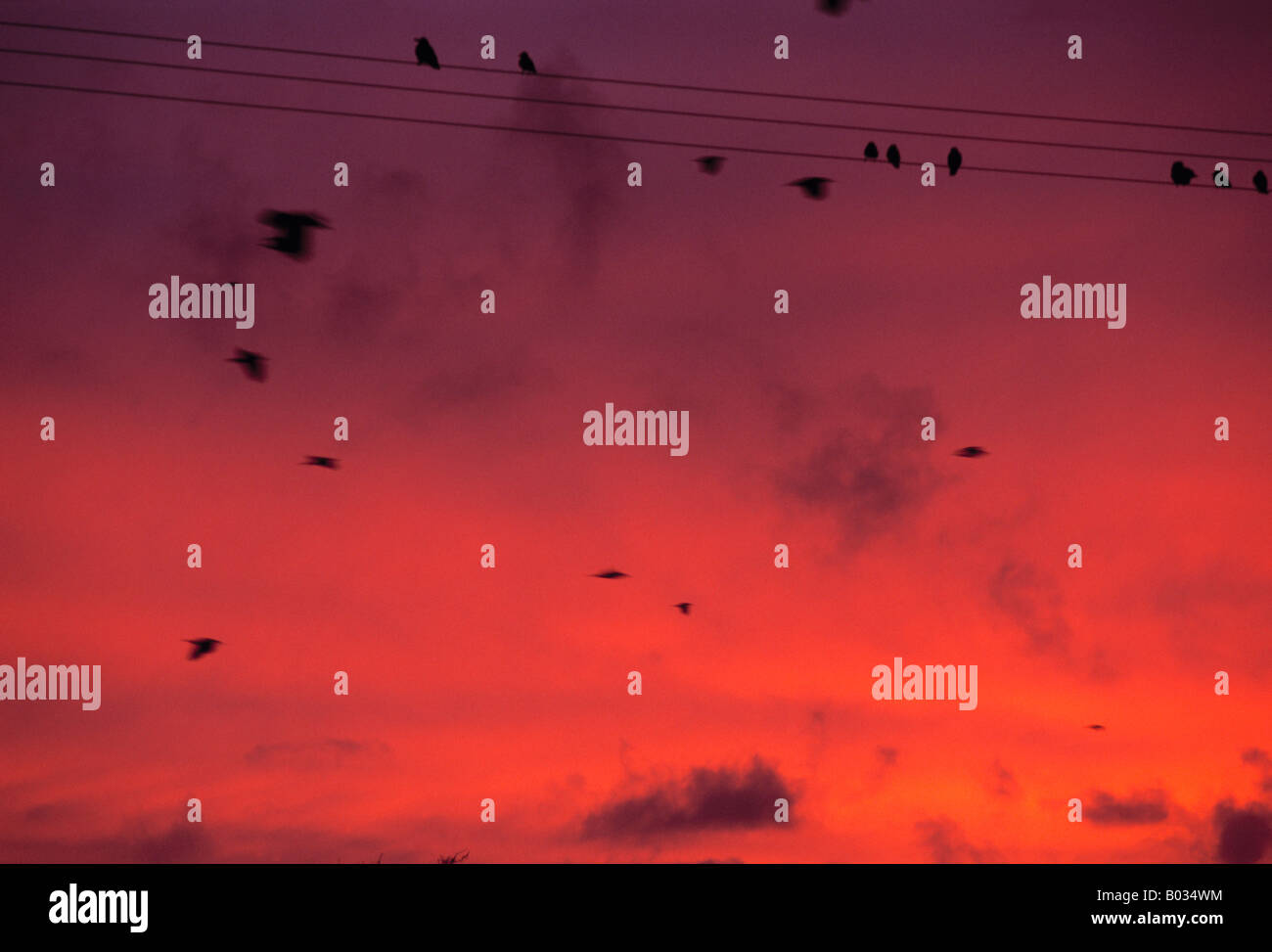 Crows on a power line Stock Photo Alamy