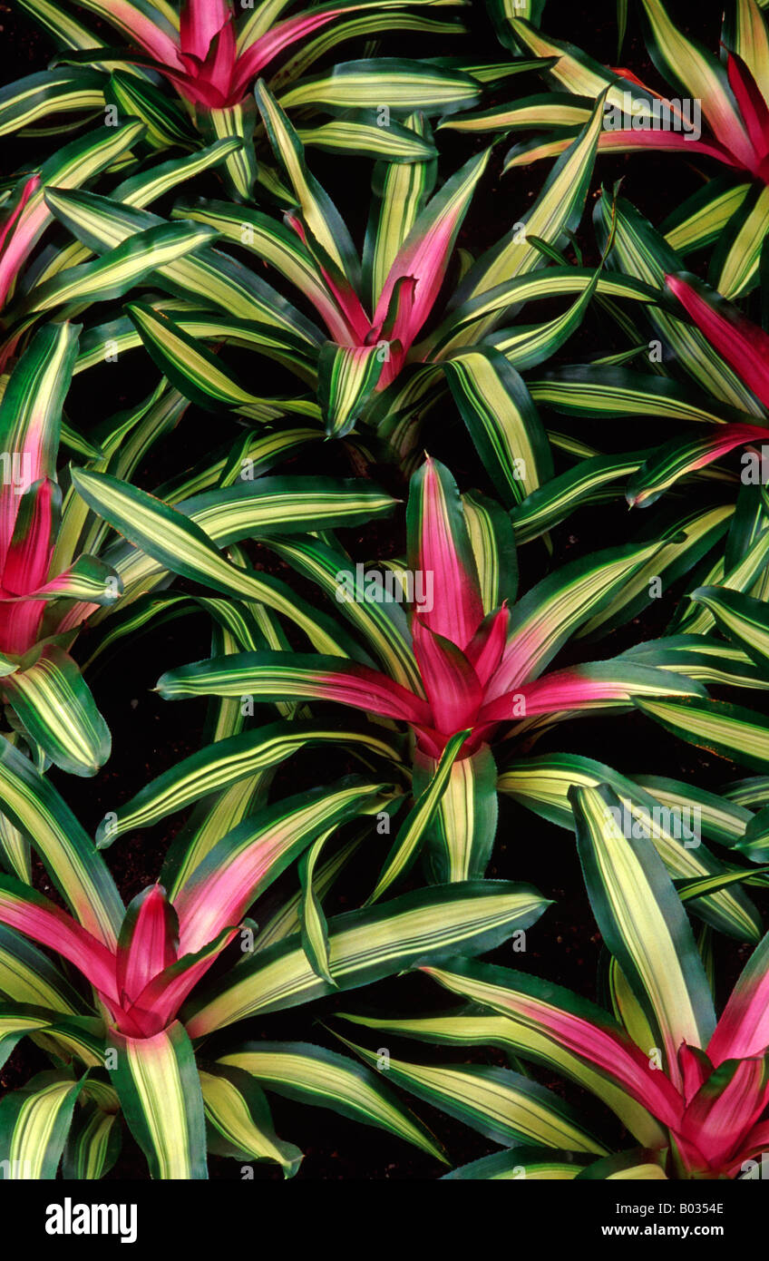 Nidularium Perfecta Tricolor (Common name: Blushing Bromeliad) Stock Photo