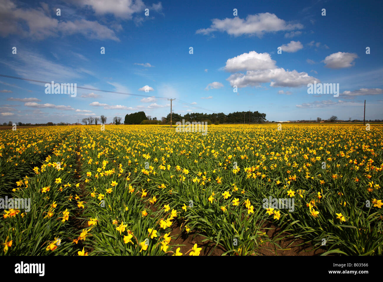 Field of spring daffodils on the Lincolnshire & Norfolk border Stock