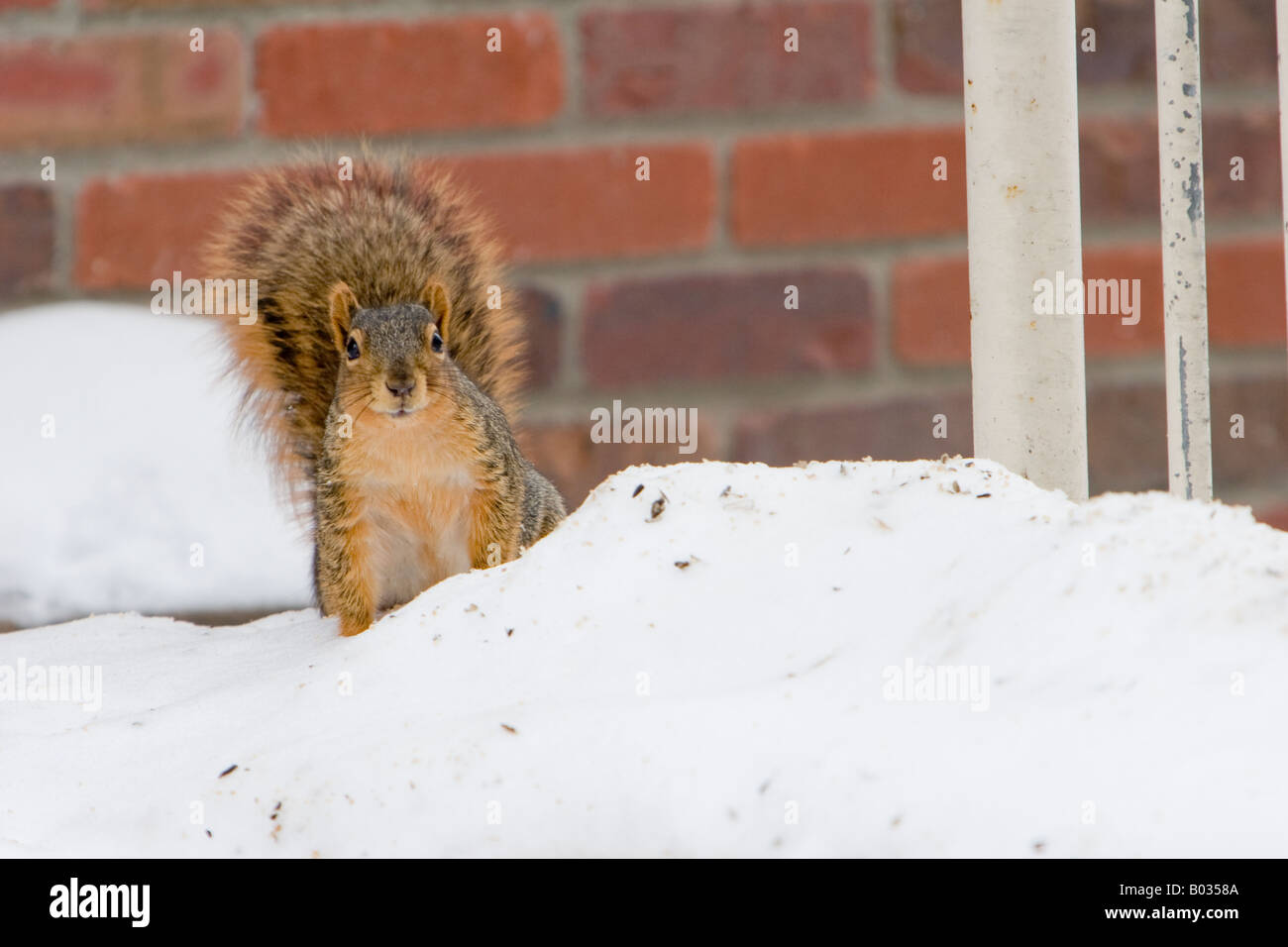 A Fox Squirrel in the snow in Lincoln, Nebraska, USA. Stock Photo