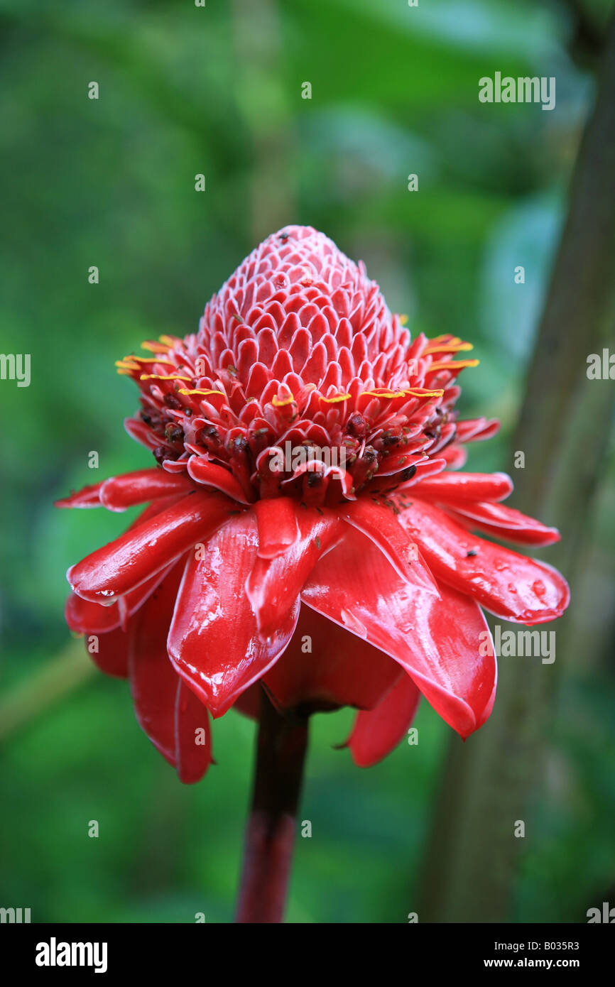 Rose de Parcelaine - a flower on Tahiti Stock Photo