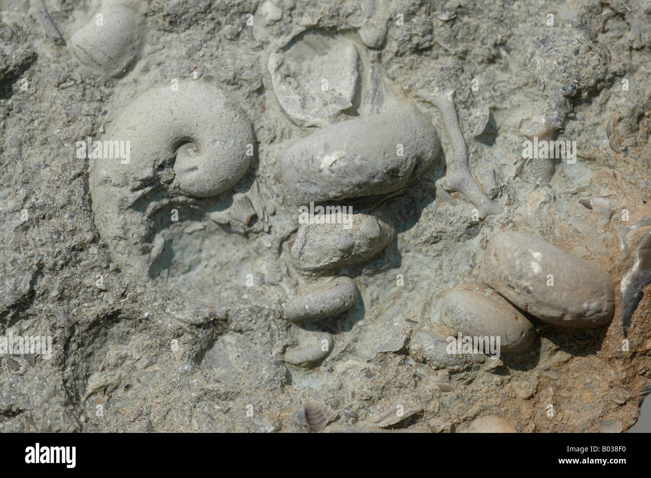fossil shell snail Cincinnatian strata Upper Ordovician period Stock Photo