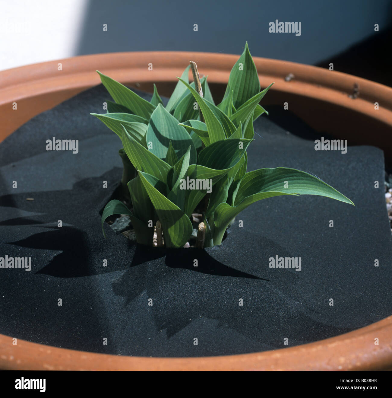 Copper coated matting on container soil surface to prevent slug snail