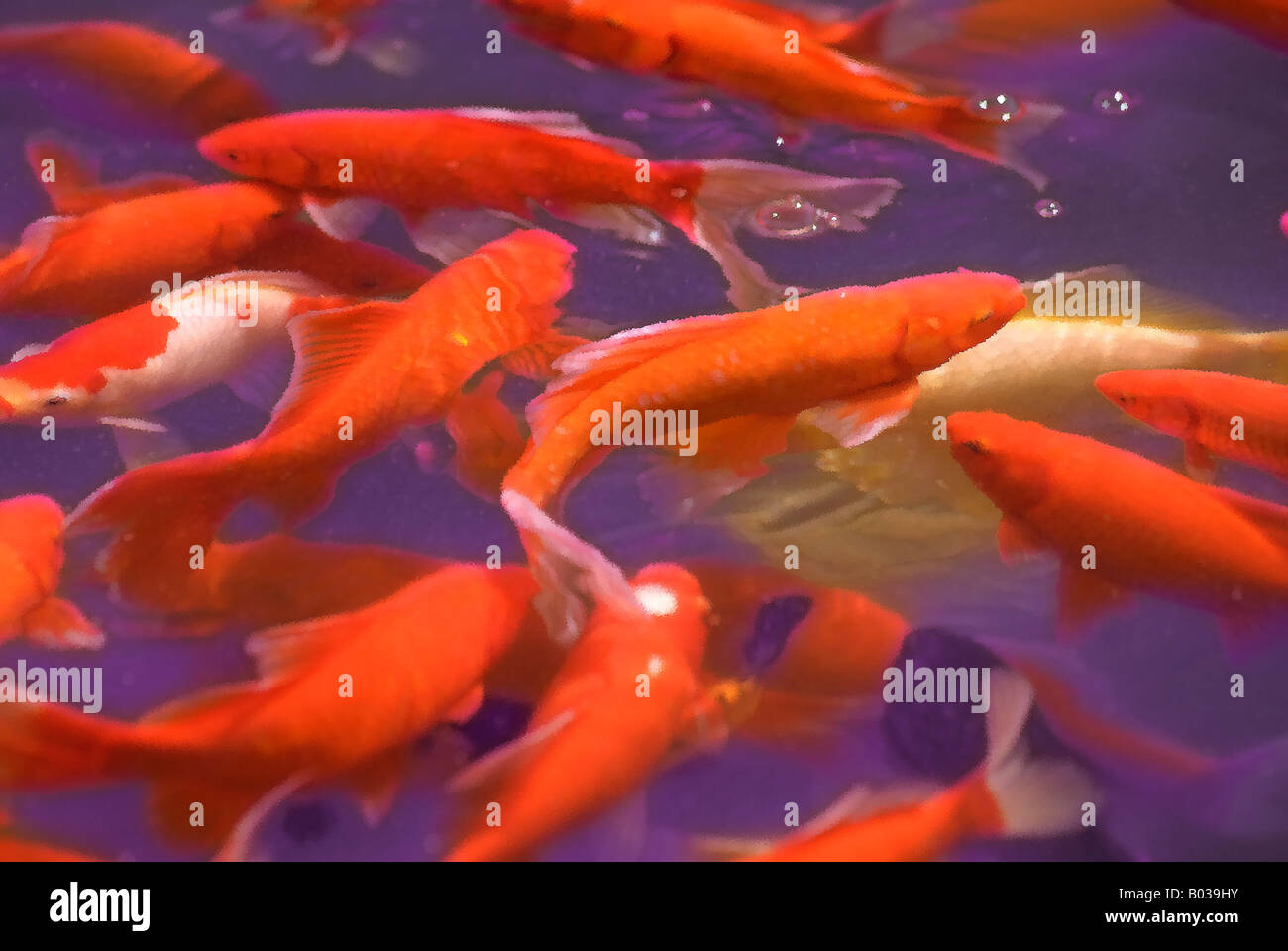 koi fish in a pond Stock Photo Alamy