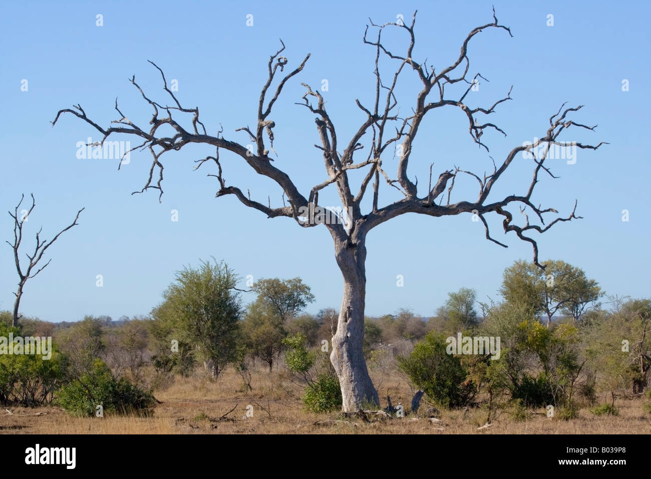 A dead lead wood tree makes is a striking image in the savanna
