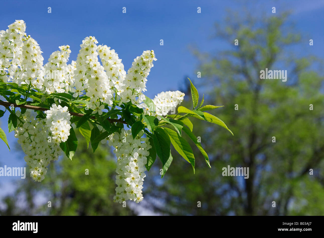 Blossoms of Mayday Tree Prunus padus Ottawa Ontario Canada Stock Photo