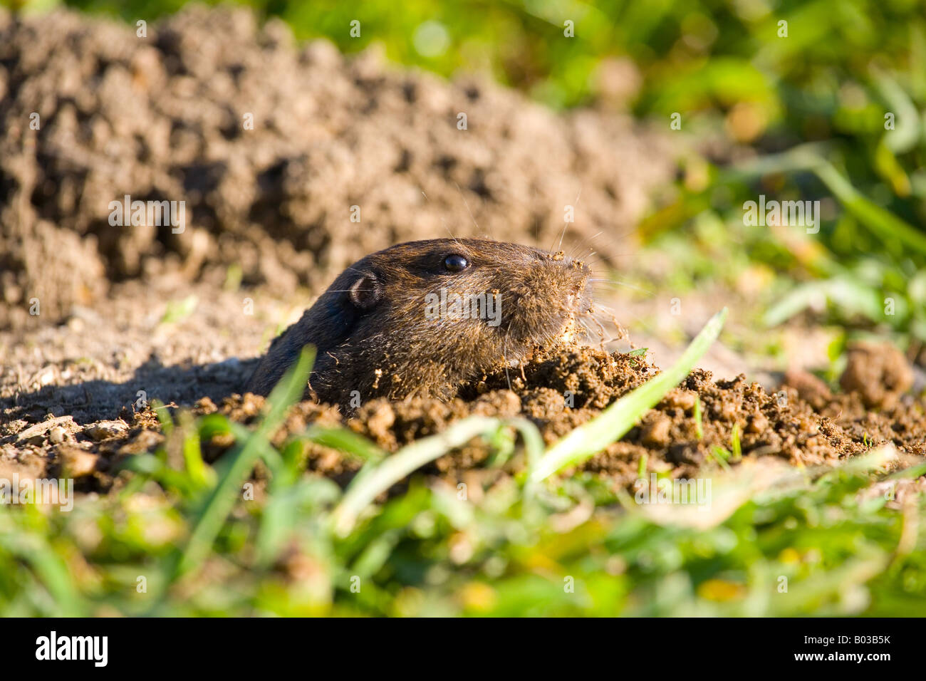 Botta's pocket gopher (Thomomys bottae) in Santa Cruz, California Stock