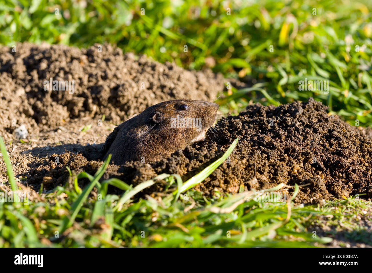 Gopher teeth hires stock photography and images Alamy