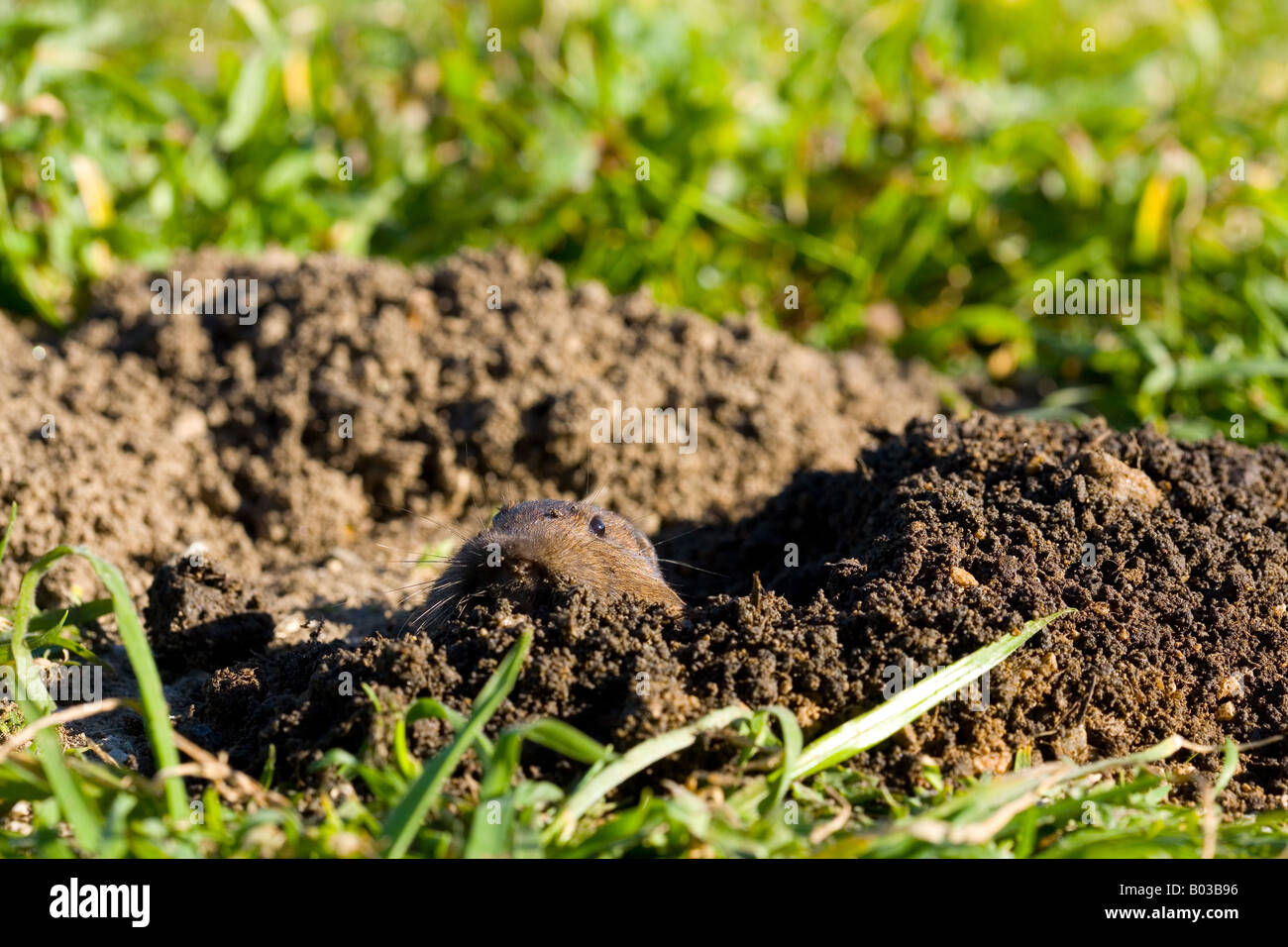 Botta's pocket gopher (Thomomys bottae) in Santa Cruz, California Stock