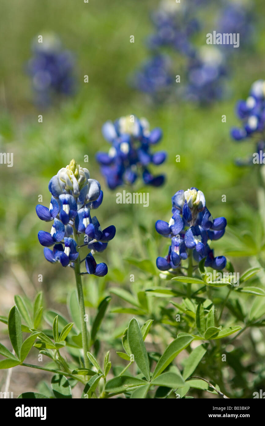 Closeup of flowers, the Texas State Flower Stock Photo Alamy