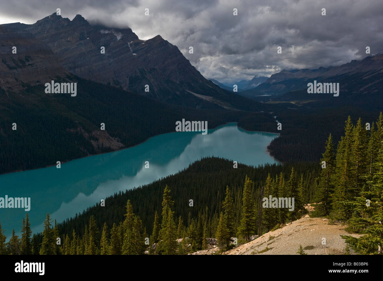 The fresh turquoise waters of Peyto Lake in the sunlit alpine forests of the Canadian Rockies Stock Photo