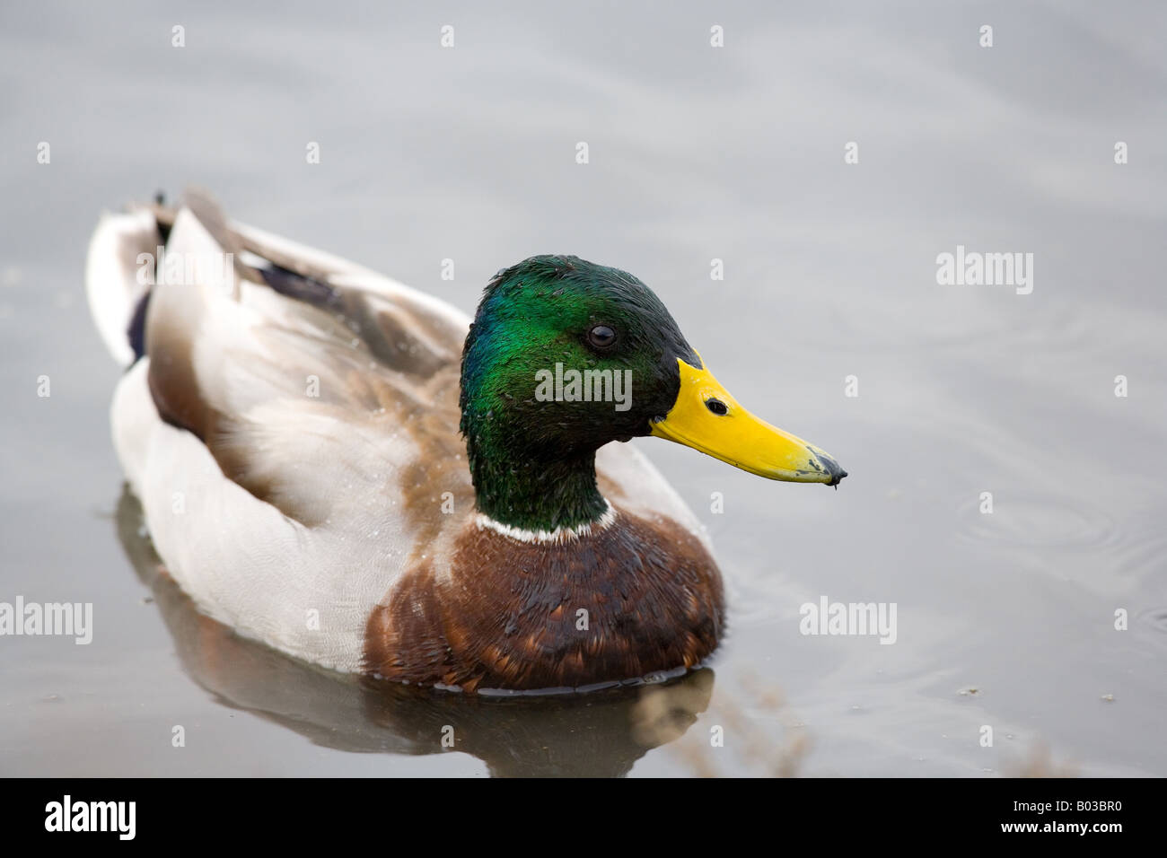 The Mallard (Anas platyrhynchos) Stock Photo