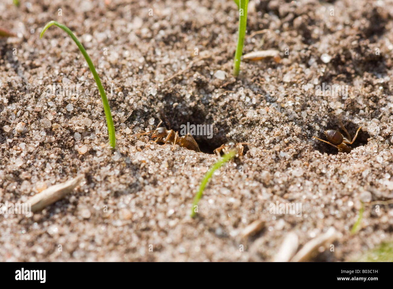 Ants emerging from an underground ants nest Stock Photo