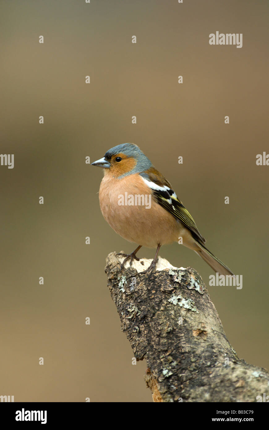 Chaffinch perched on stump Stock Photo