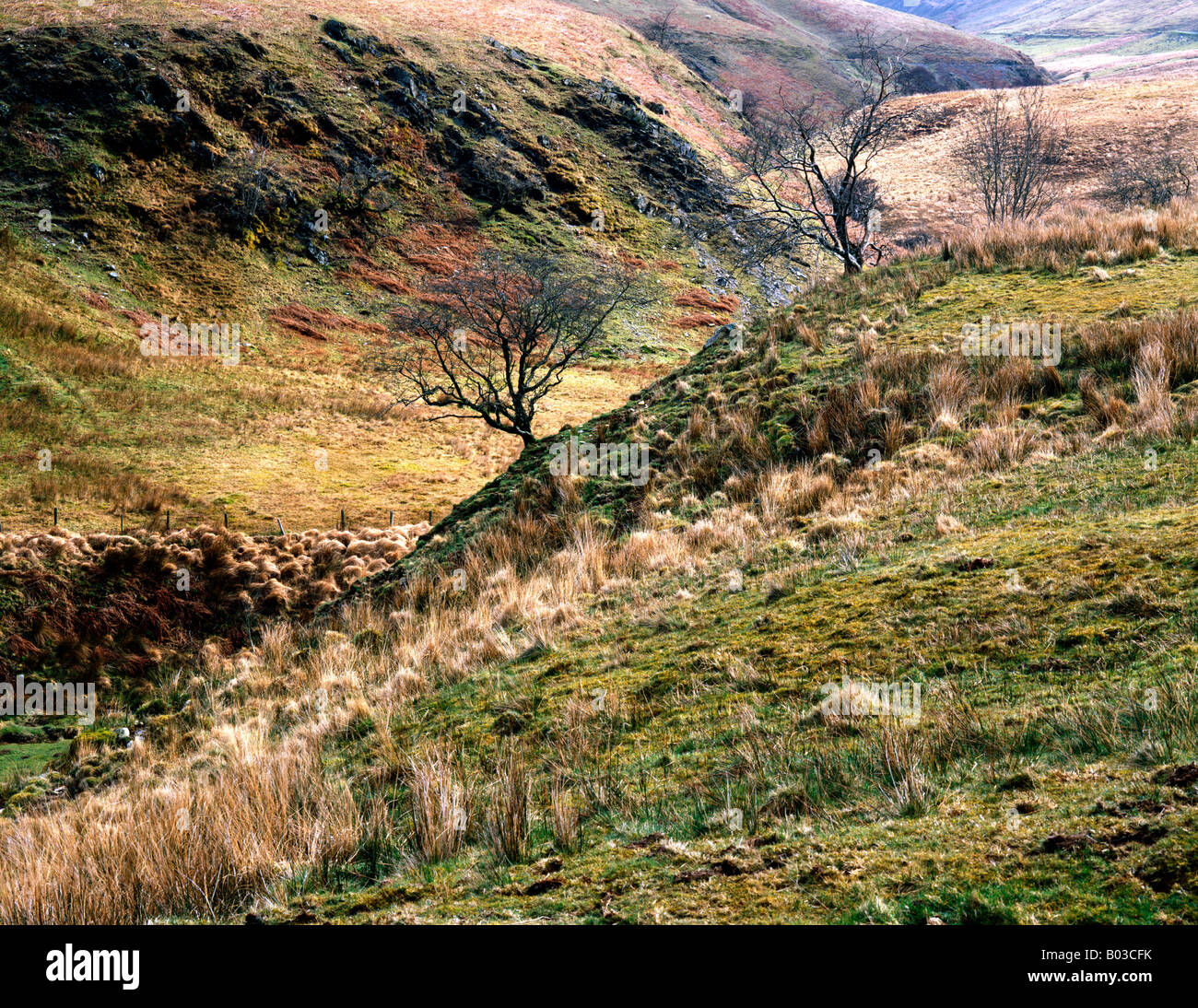 Trees and Grass Detail Cwmystwyth Valley Nr Devils Bridge Powys Wales Stock Photo