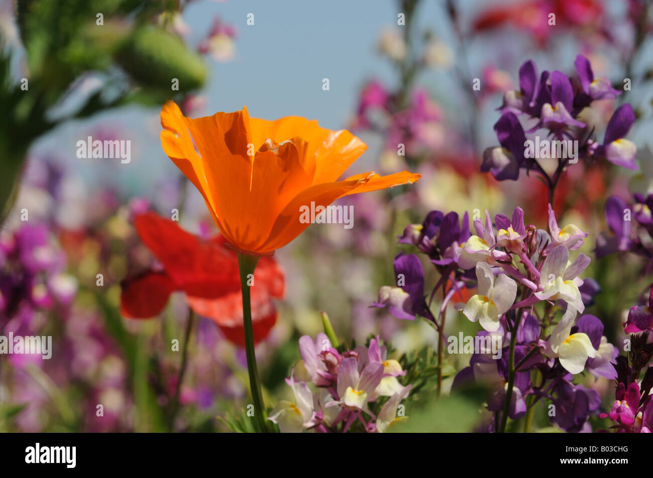 Orange wildflowers hi-res stock photography and images - Alamy
