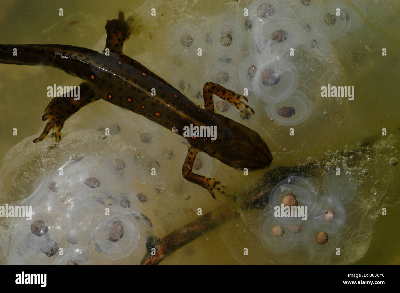 red spotted newt eggs salamander amphibian eft aquatic water marsh pond Stock Photo