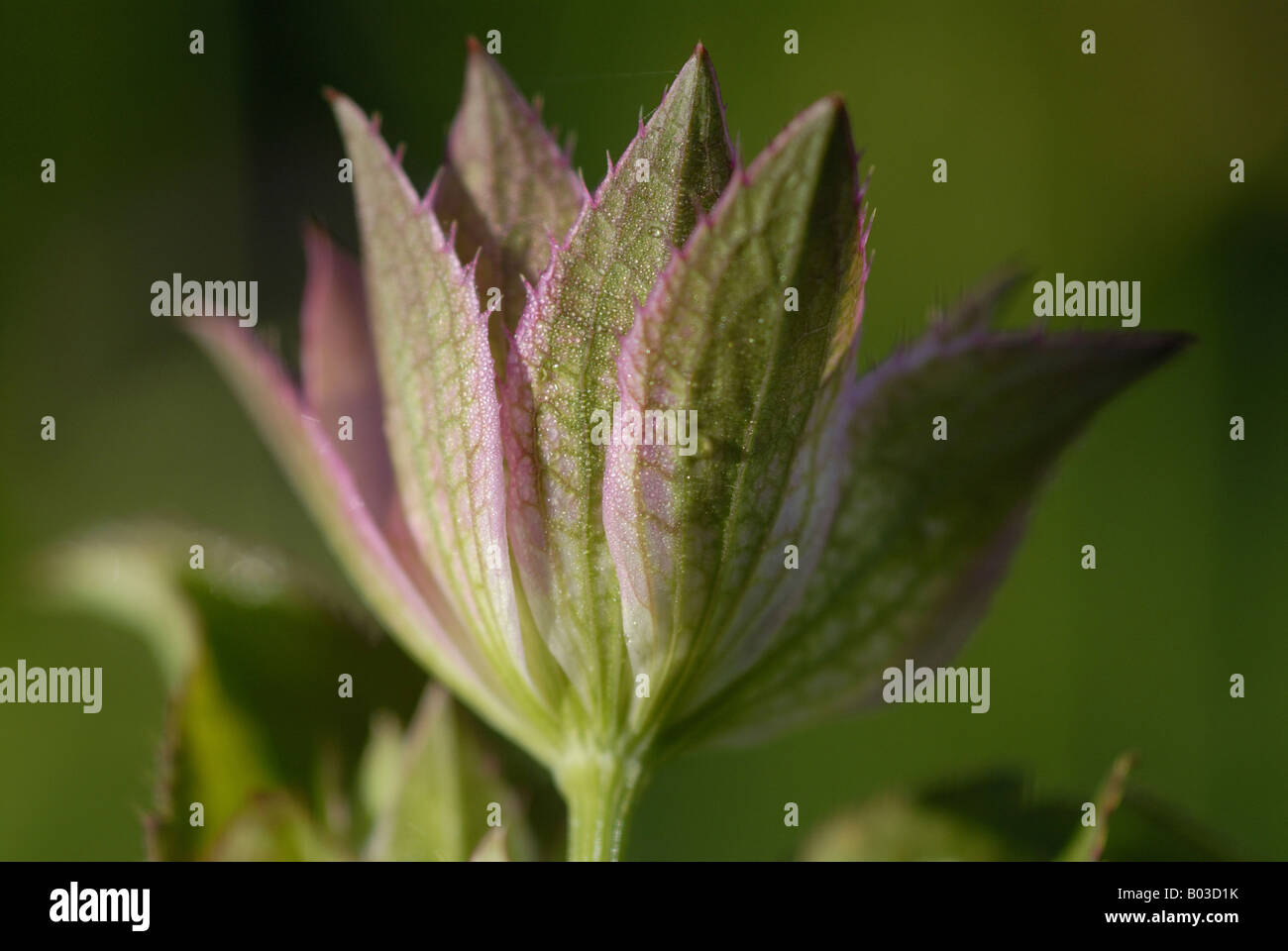 Astrantia major. Close up of flower . Stock Photo