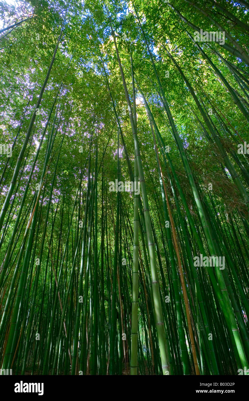 BAMBOO Stock Photo
