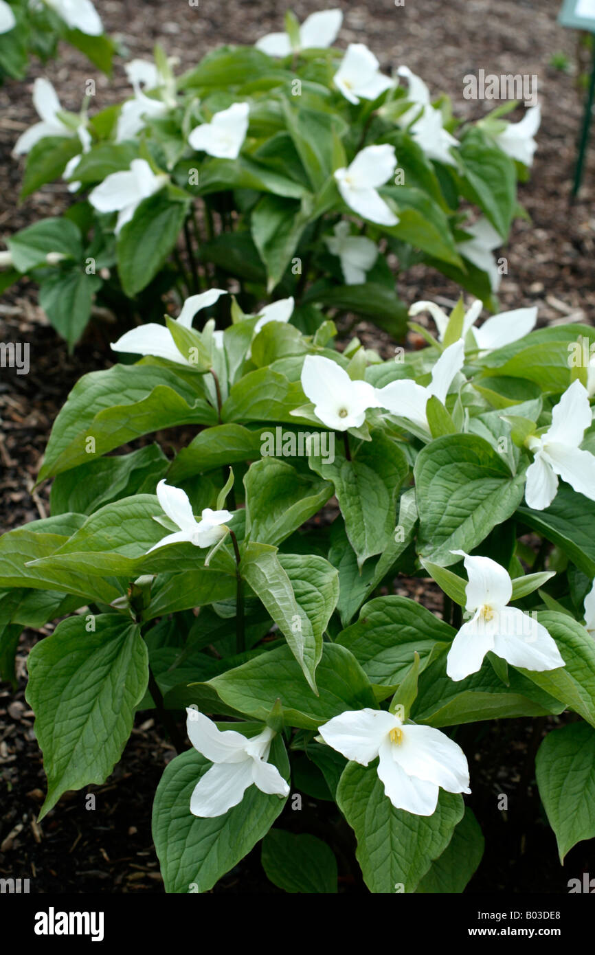 TRILLIUM GRANDIFLORUM AGM Stock Photo