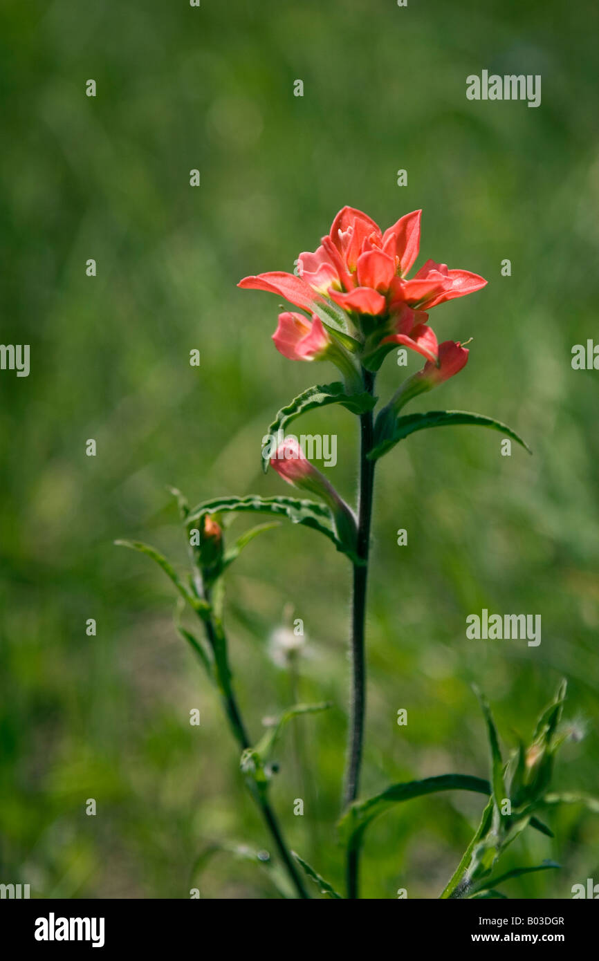 Indian wildflower hi-res stock photography and images - Alamy