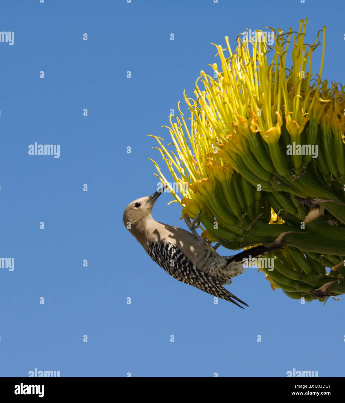 Female Gila woodpecker on a Century Plant Arizona USA Stock Photo - Alamy
