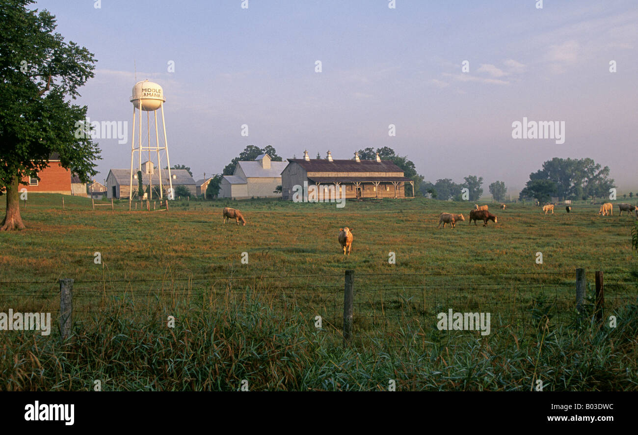 A farm with cows in the field in Middle Amana one of the Amana Colonies in the farm country of Middle America Stock Photo