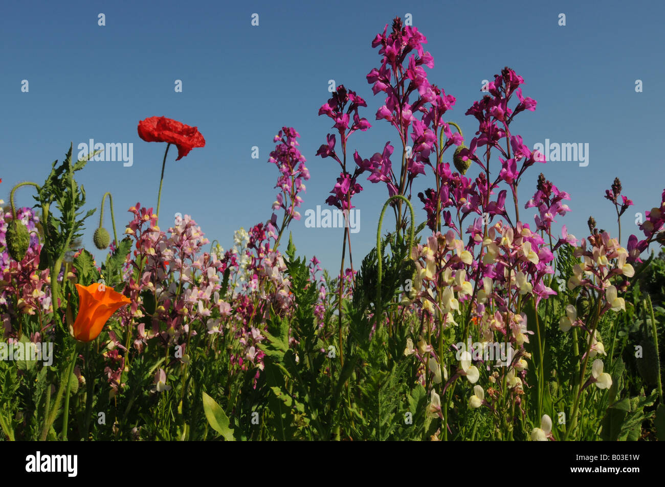 Poppy and wildflowers Stock Photo