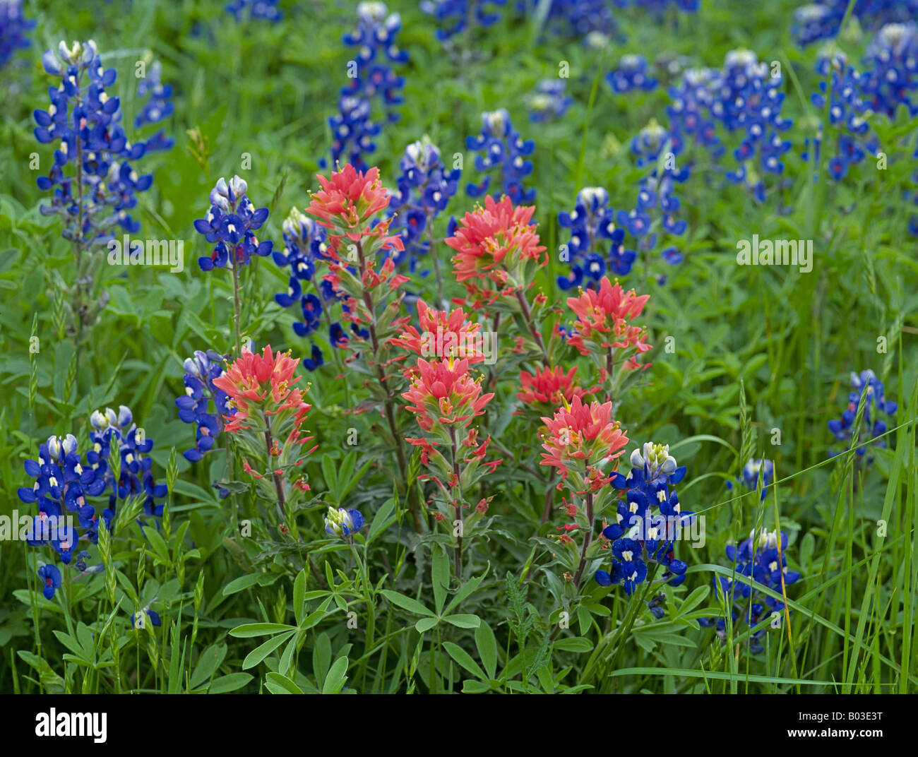 A field of Texas bluebonnet wildflowers and Indian Paintbrush wildflowers in the Hill Country near San Antonio in Spring Stock Photo